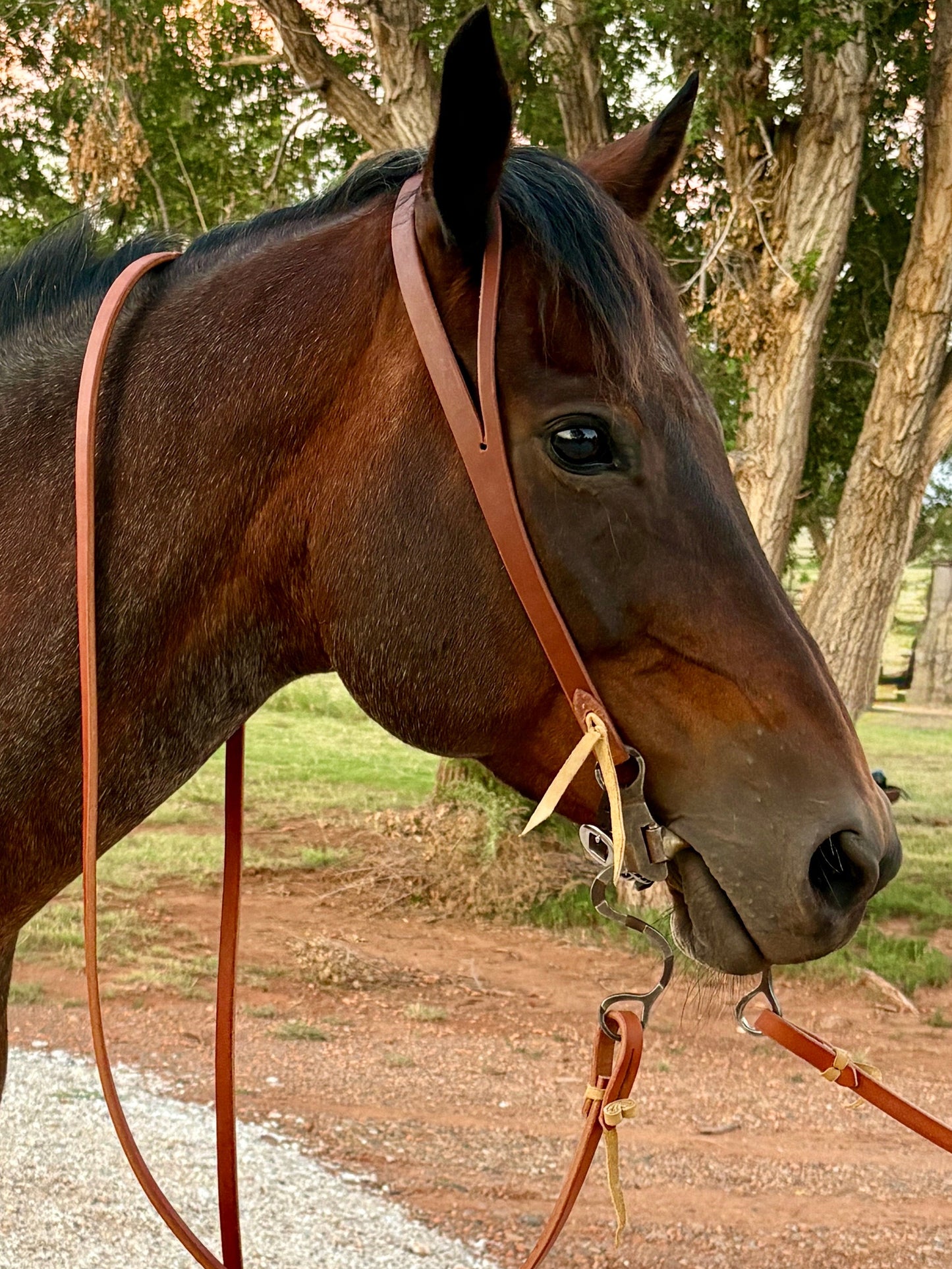 Harness Split Ear Headstall