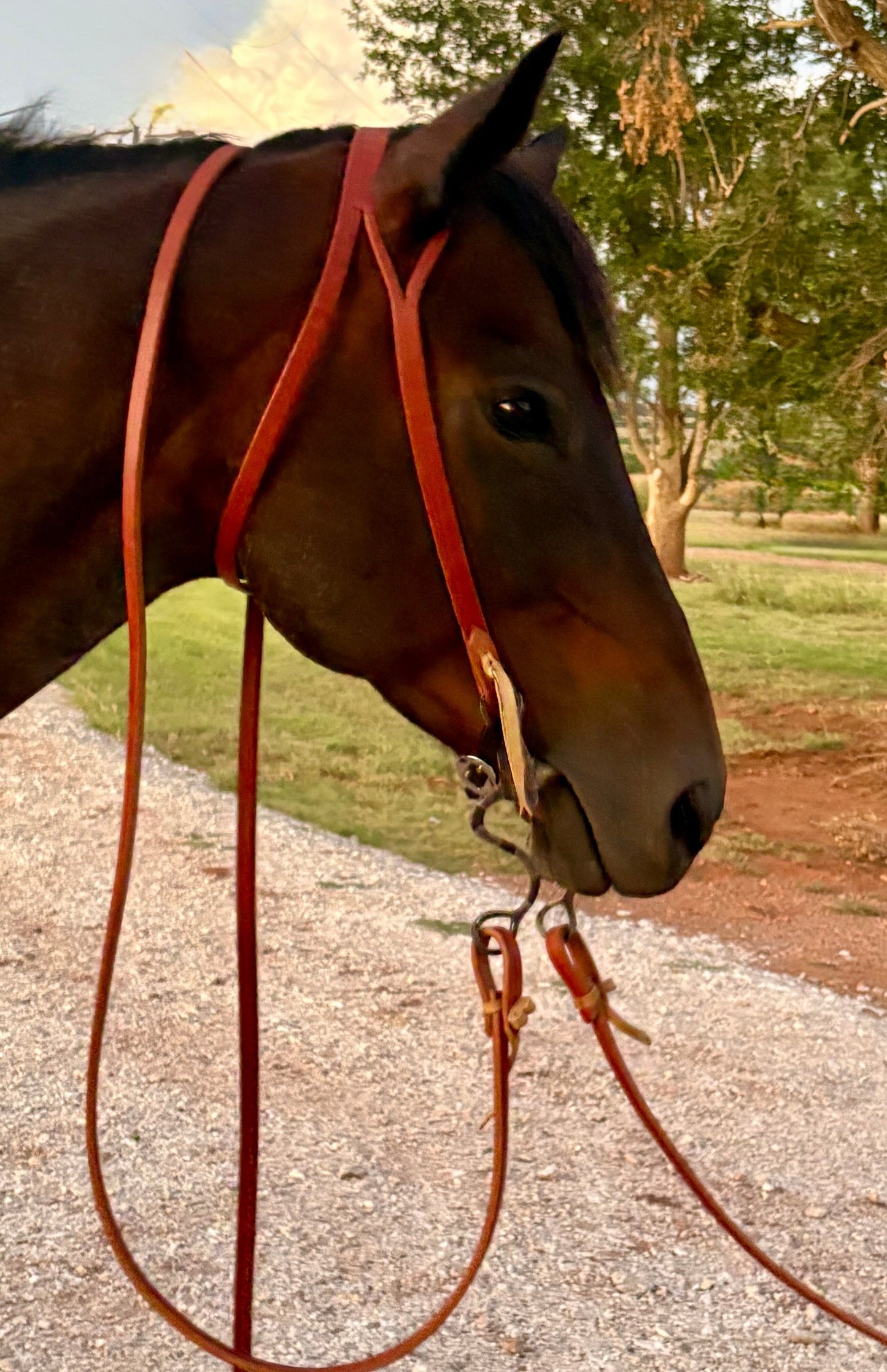 Harness Split Ear with Throat Latch