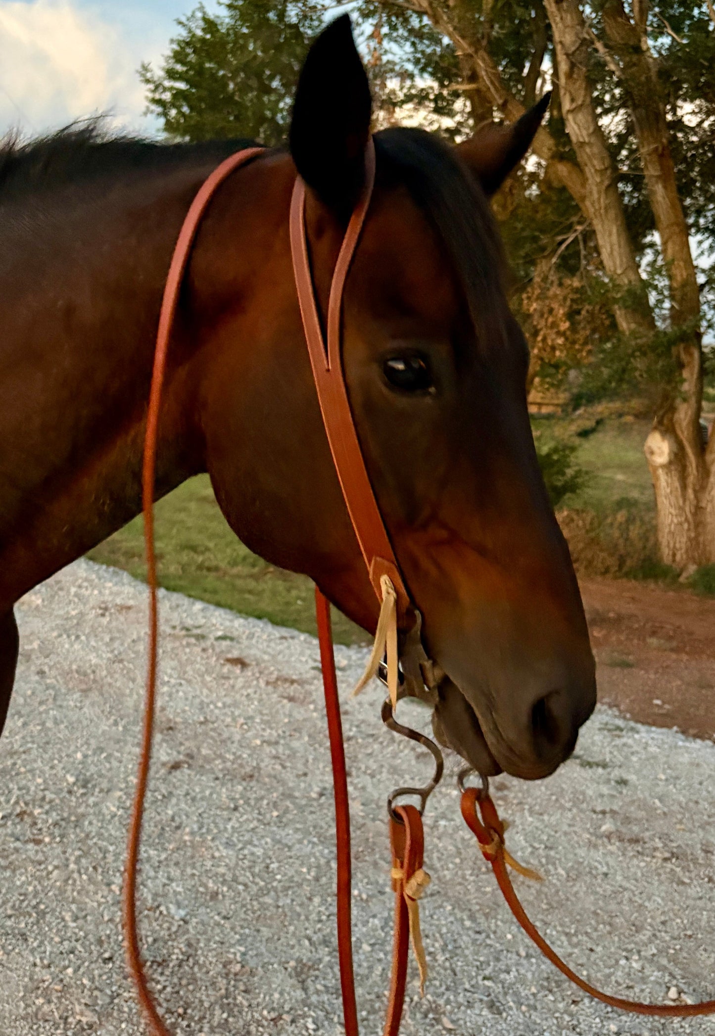 1” Harness Split Ear Headstall