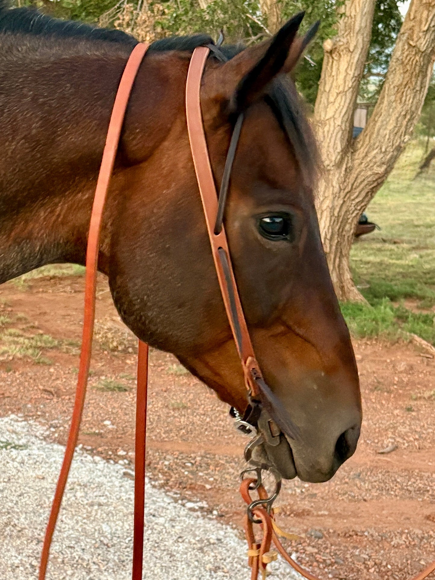 Harness String Ear Headstall